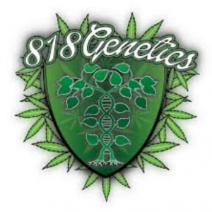 818 Genetics Cannabis Flower at NaturalAid, Sunland Tujunga