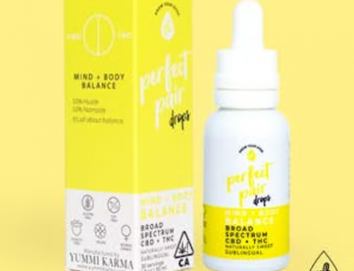 Facts you Need to Know About CBD Oil for Dogs